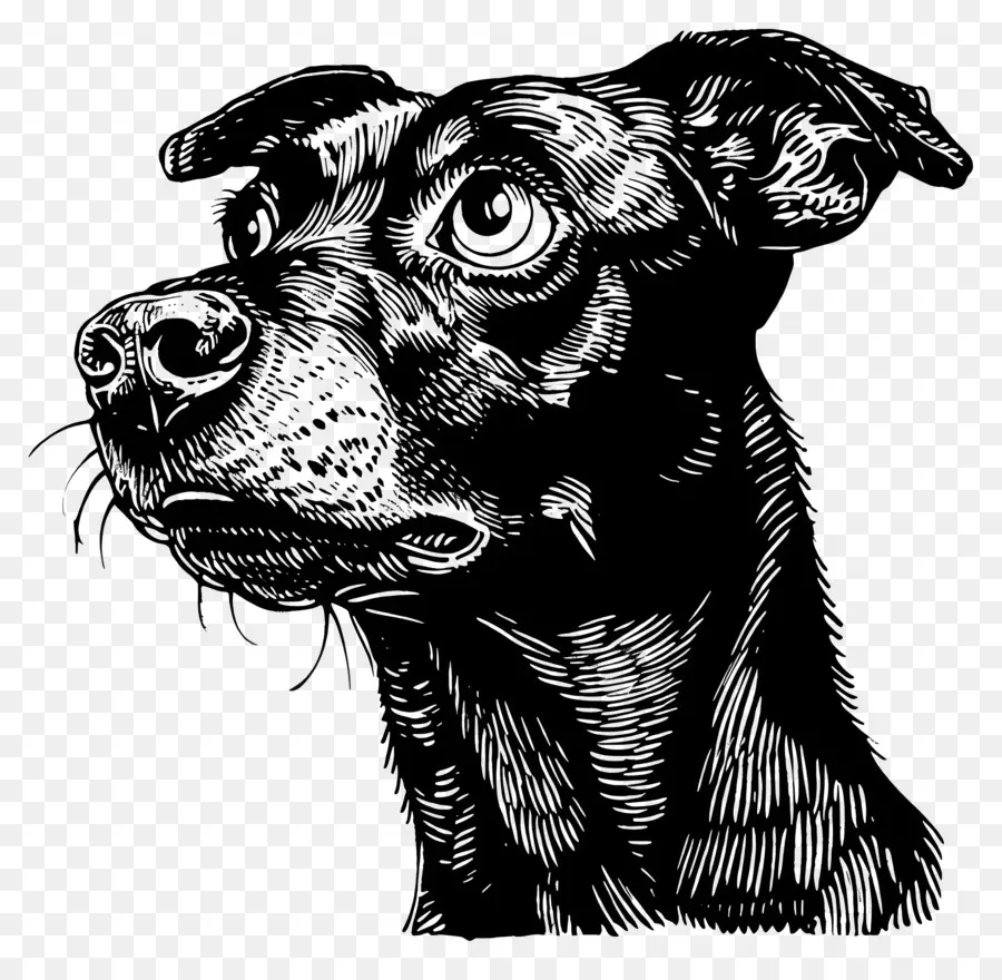 Perro，En Blanco Y Negro PNG