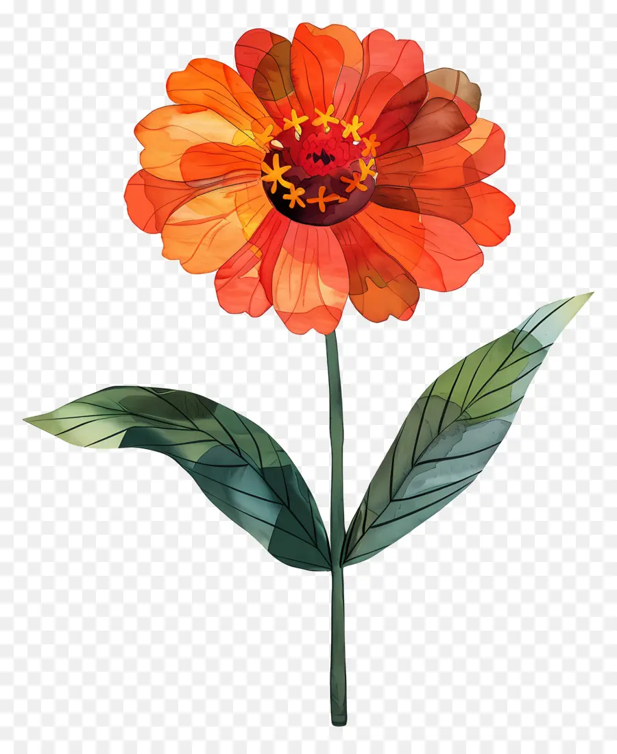 Zinnia，Flor De Naranja PNG