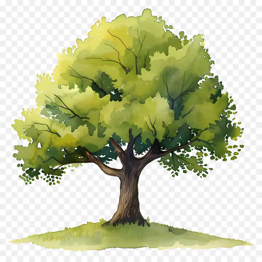 Roble，Árbol PNG