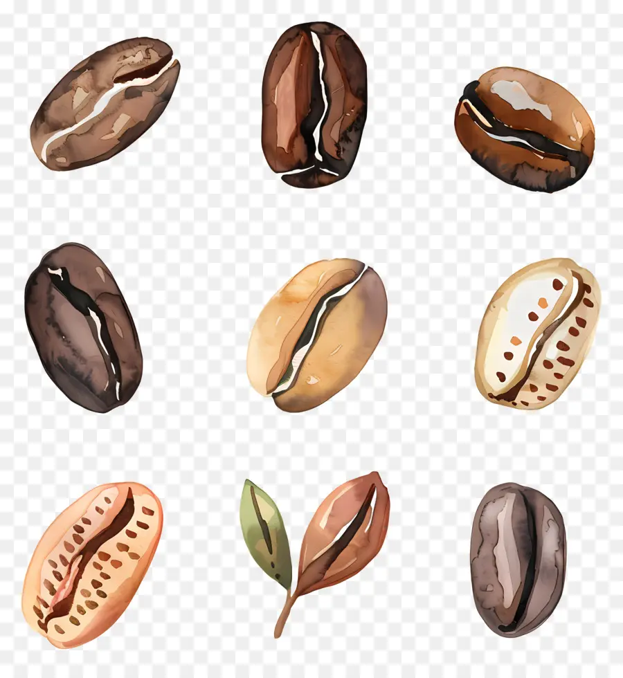 Los Granos De Café，Pintura A La Acuarela PNG