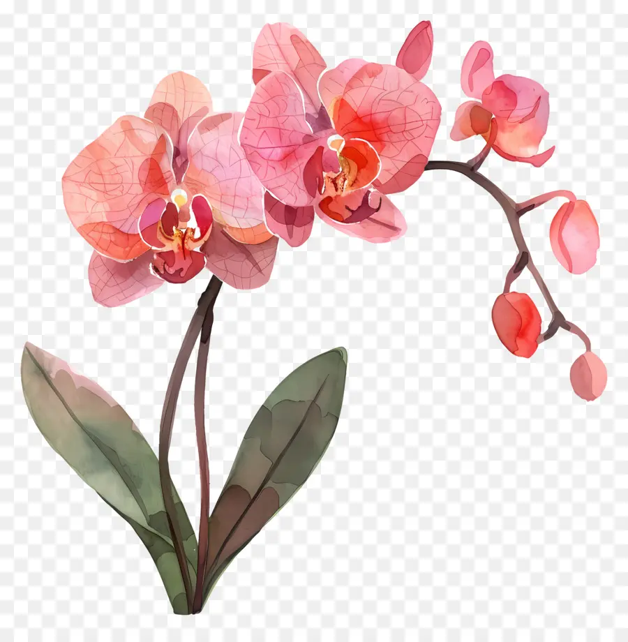 Orquídea，Pink Orchid PNG