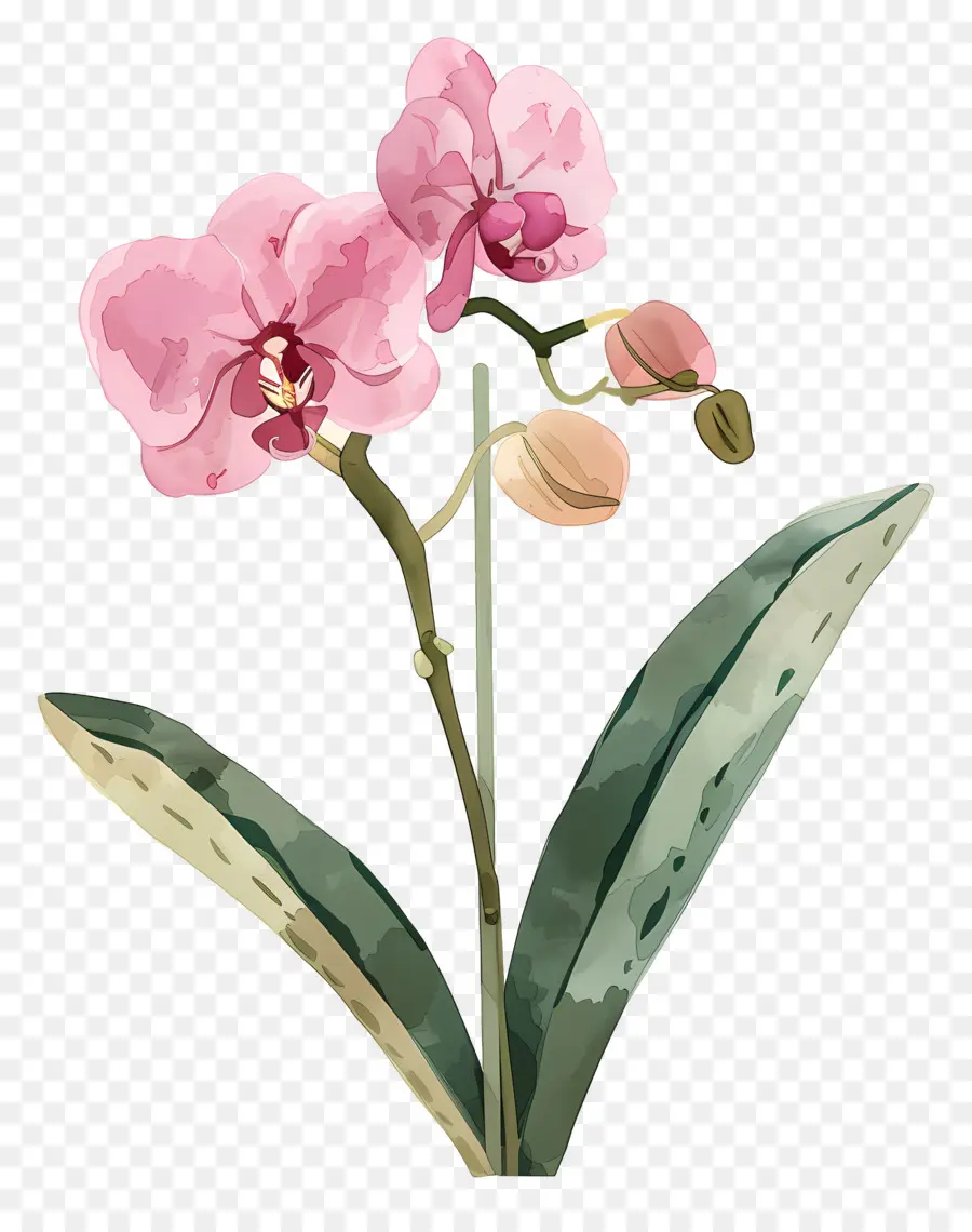 Orquídea，Pink Orchid PNG