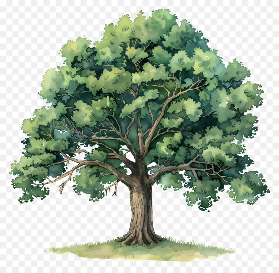 Roble，Árbol PNG