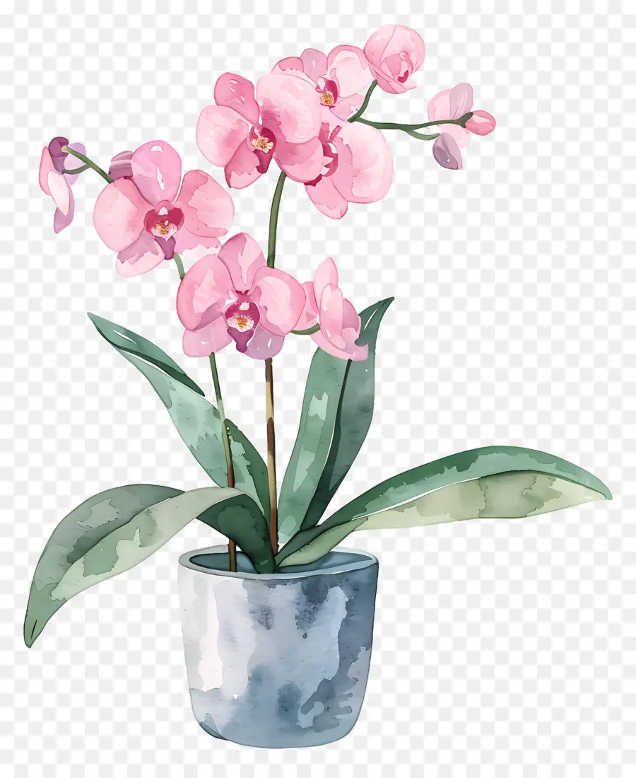 Orquídea，Pink Orchid PNG