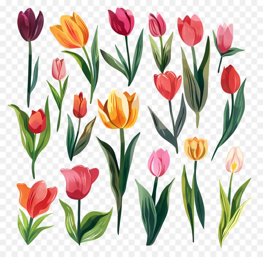 Los Tulipanes，Ramo PNG