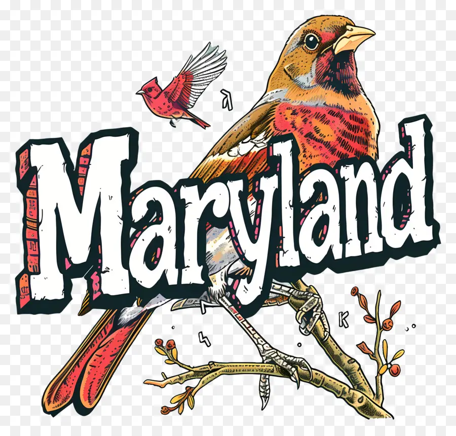 Maryland，Cardenal Rojo De Las Aves PNG
