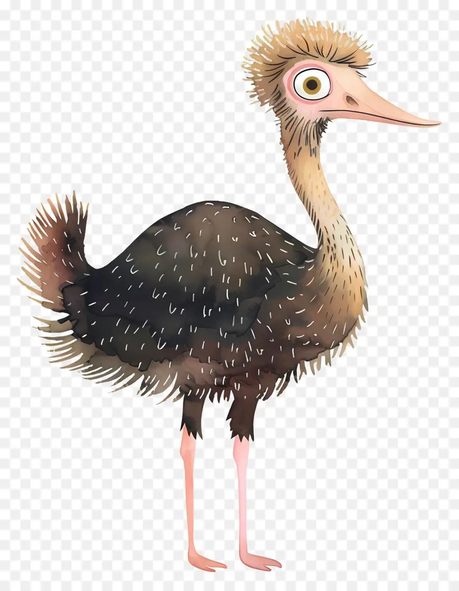 Avestruz，Aves PNG