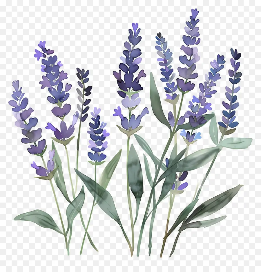 Lavanda，Flores PNG