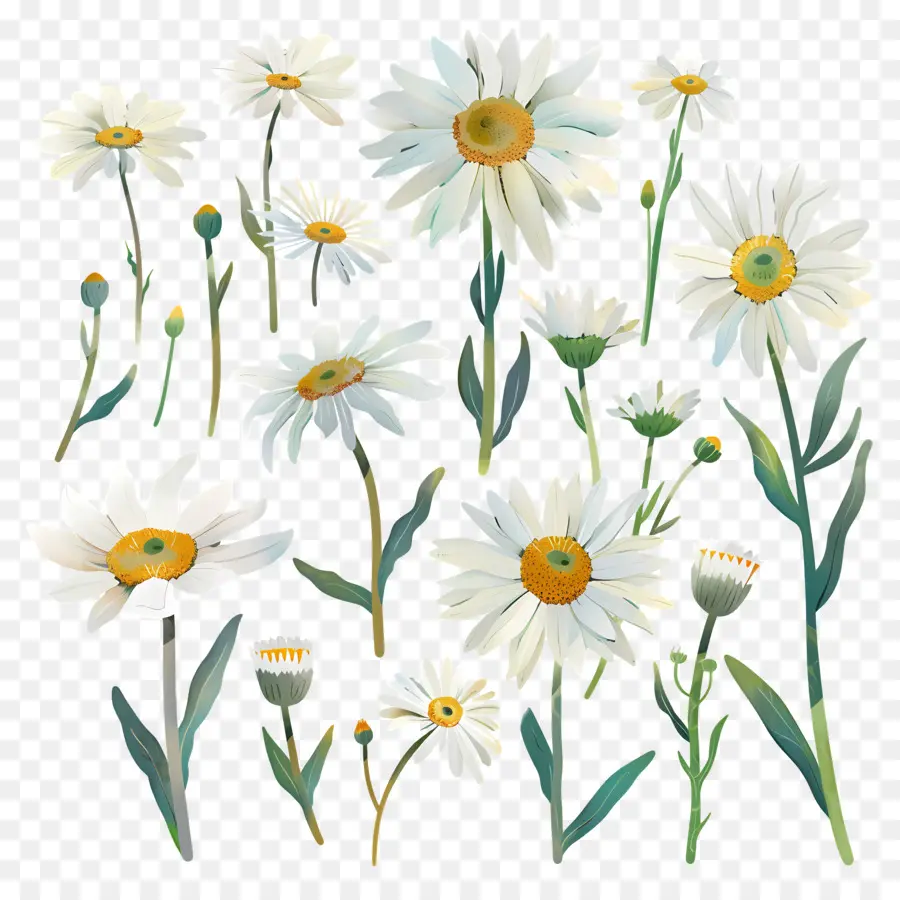 Estrado，Flores De Margarita Blanca PNG