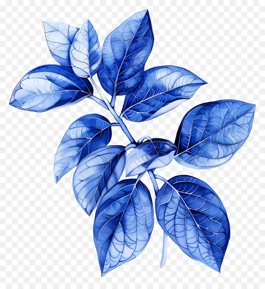 Hoja Azul，Hojas Azules PNG