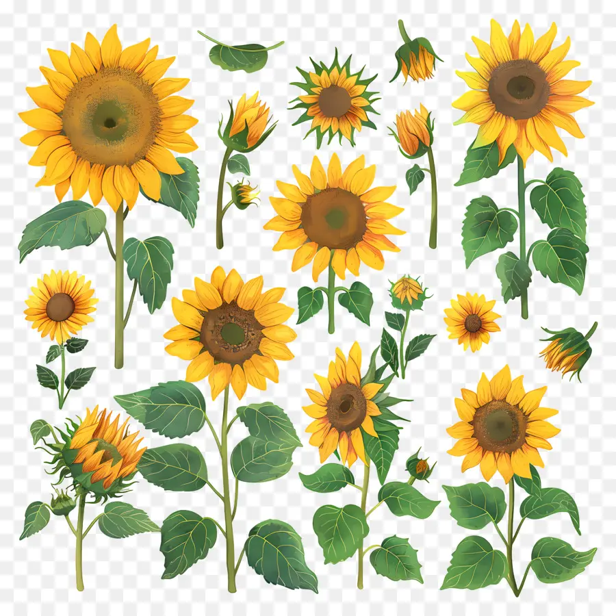 Girasol，Girasoles PNG