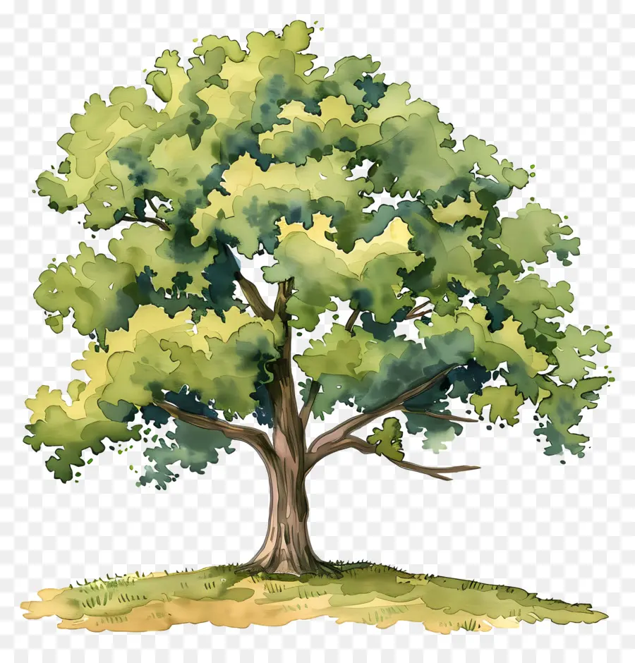 árbol De Roble，árbol De Pintura PNG
