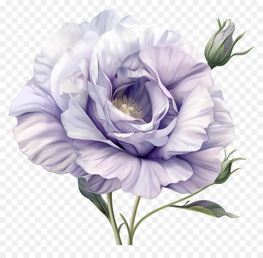 Eustoma Flor，Lila Rosa PNG