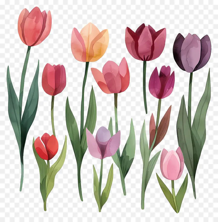 Tulipanes，Tulipanes Coloridos PNG