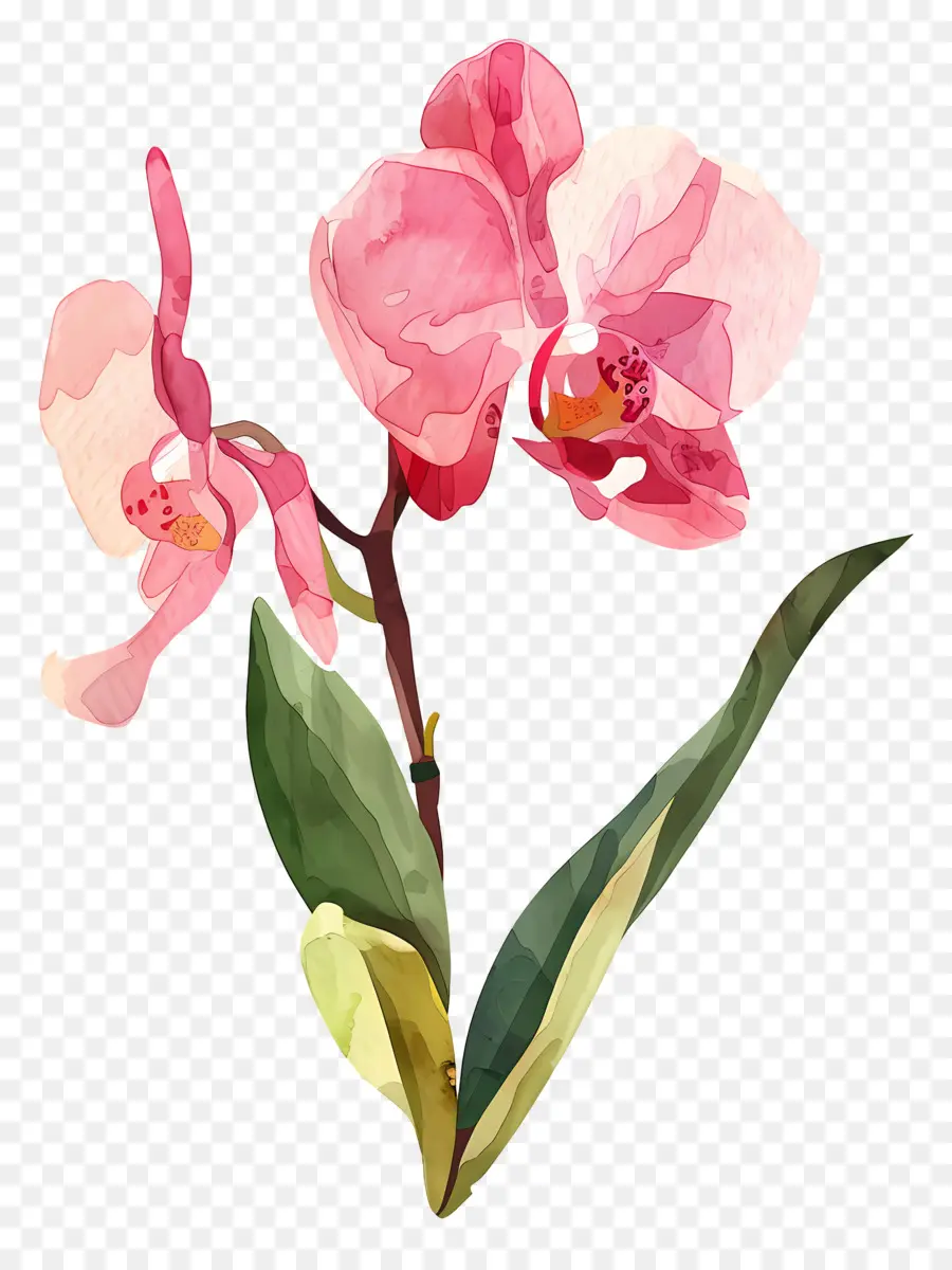 Orquídea，Pink Orchid PNG