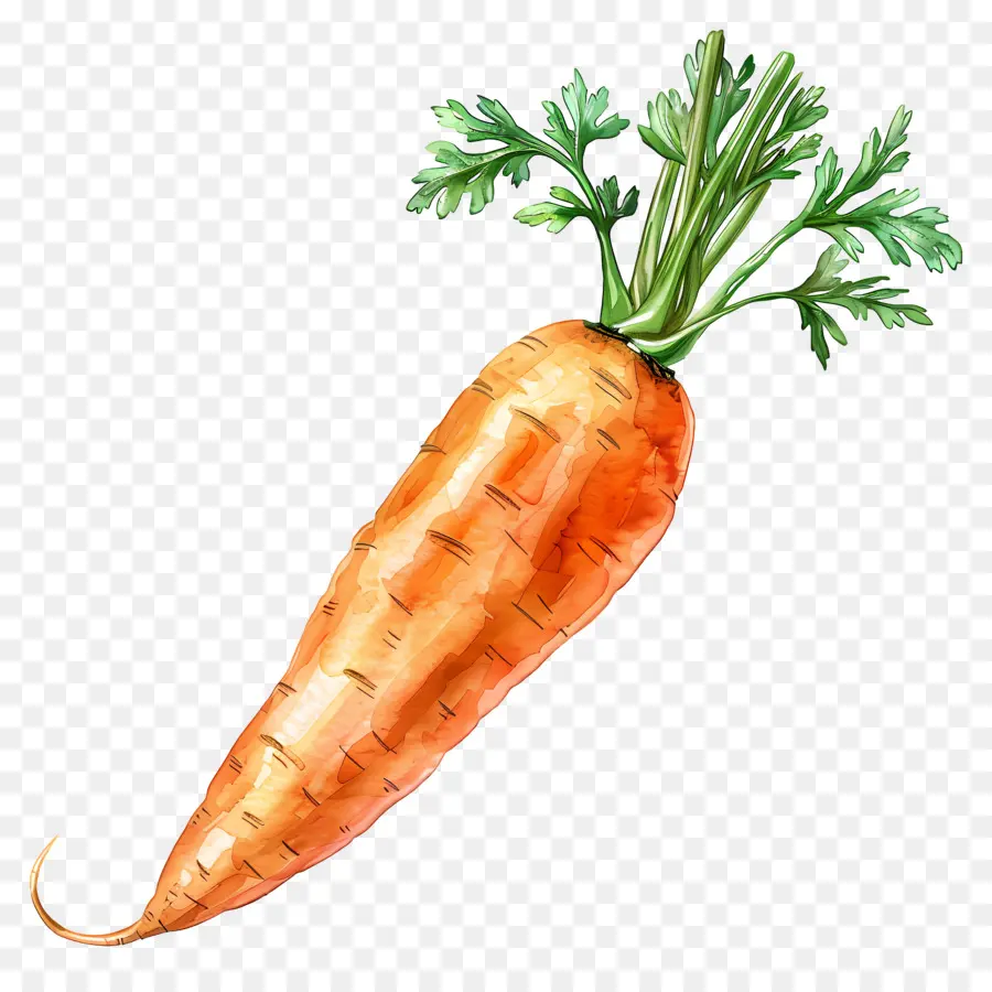 Zanahoria，Zanahorias PNG