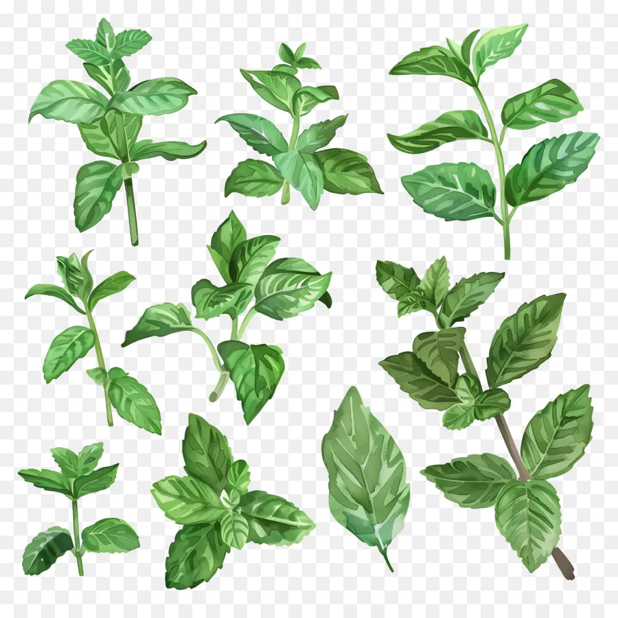 Menta，Hojas De Menta PNG