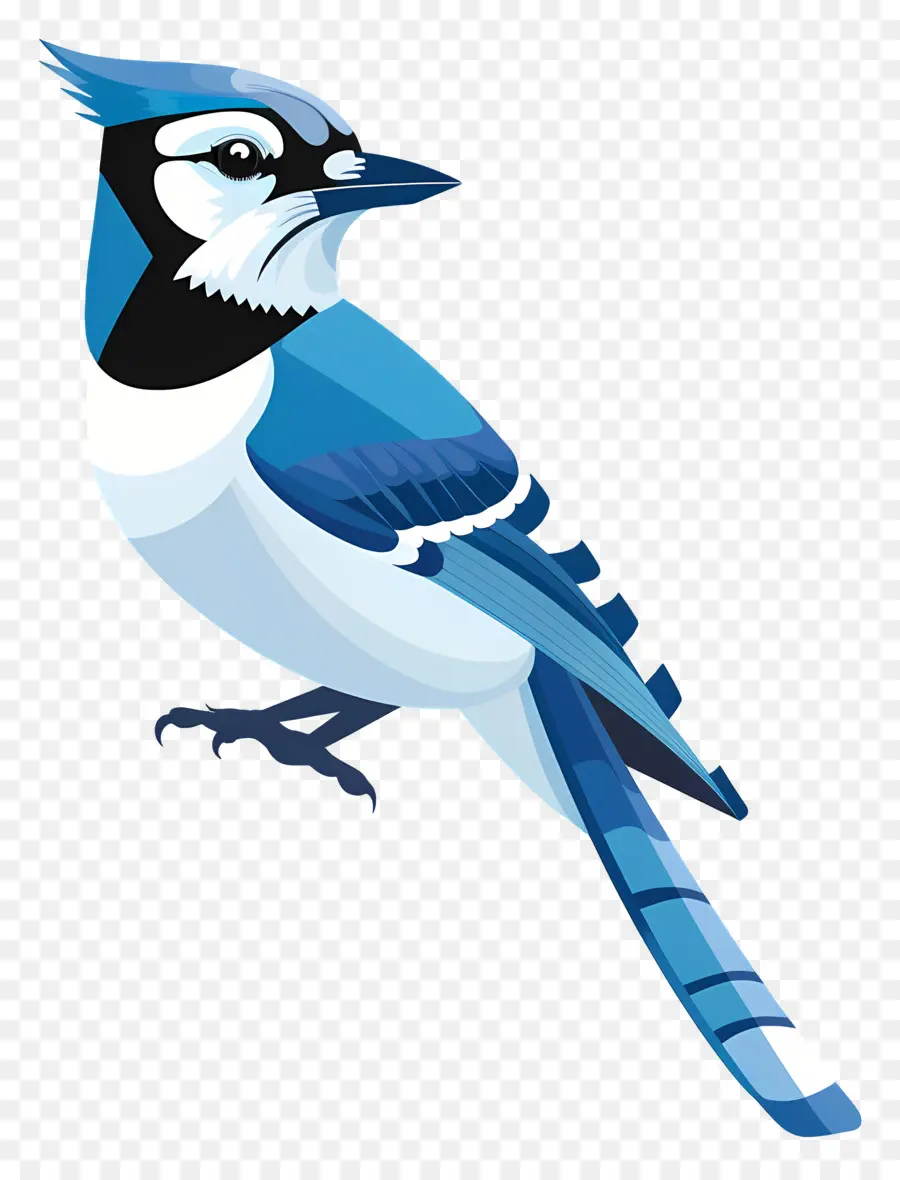 Blue Jay，Aves PNG