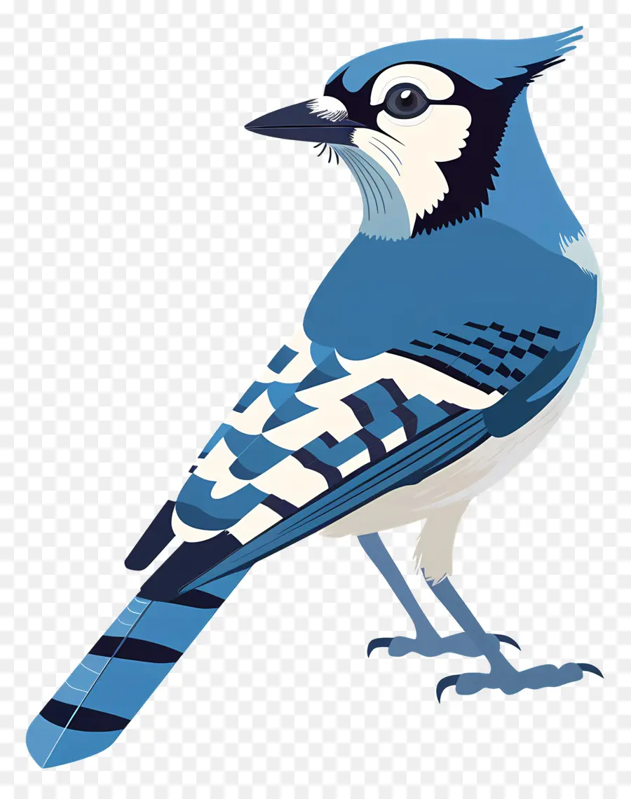 Blue Jay，Aves PNG