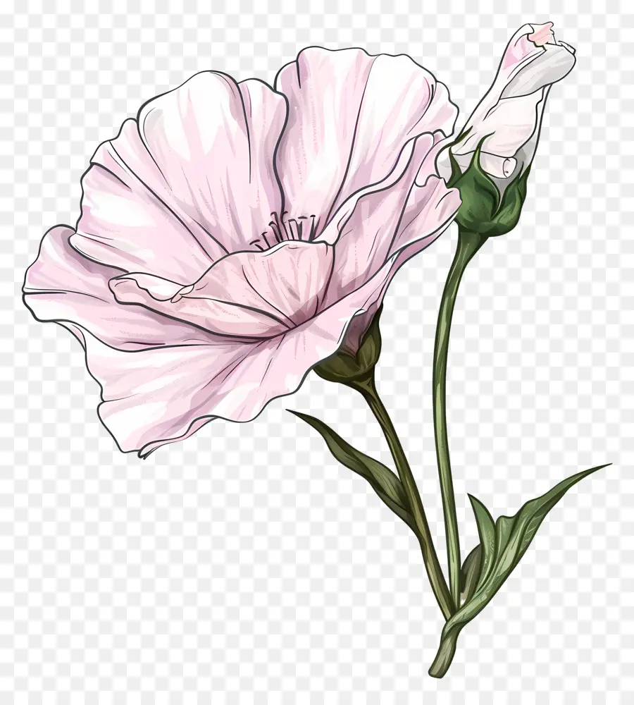 Eustoma Flor，Flor Rosa PNG