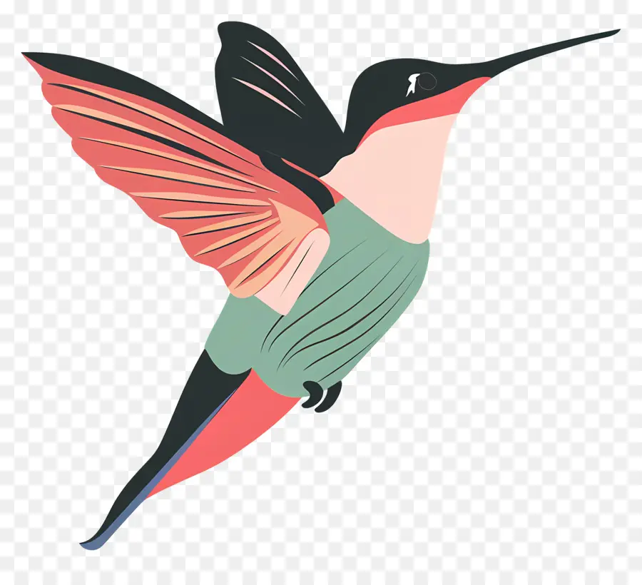 Colibrí De Dibujos Animados，Colibrí PNG