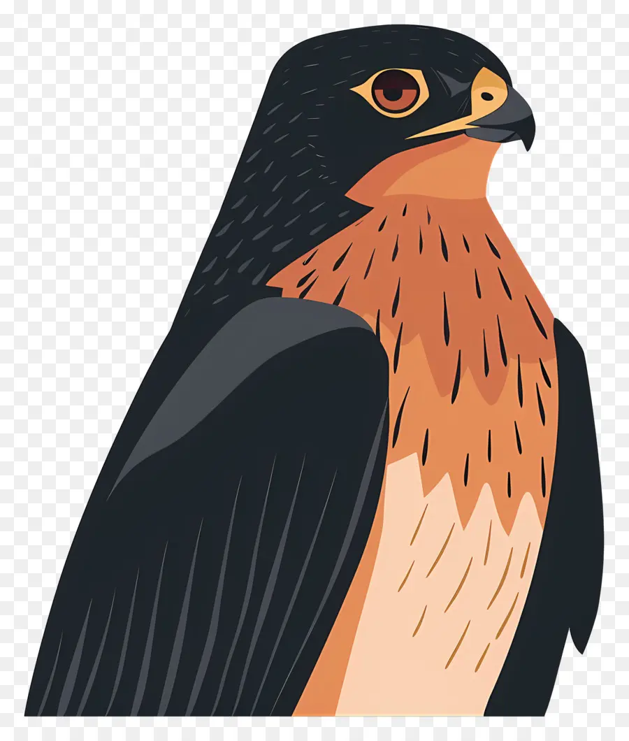 Halcón De Dibujos Animados，Aves PNG