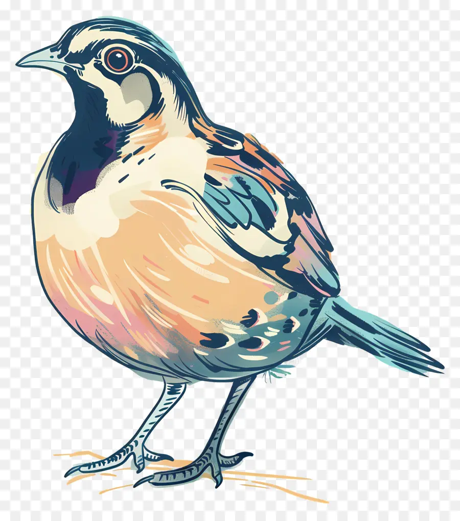 Codorniz，Pájaro Colorido PNG