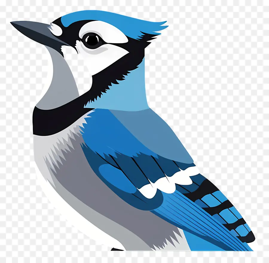 Blue Jay，Aves PNG