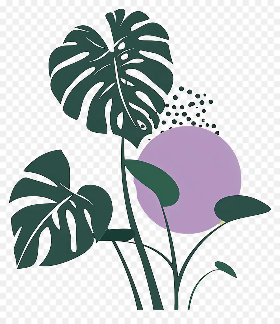 Planta Monstera，Hojas PNG