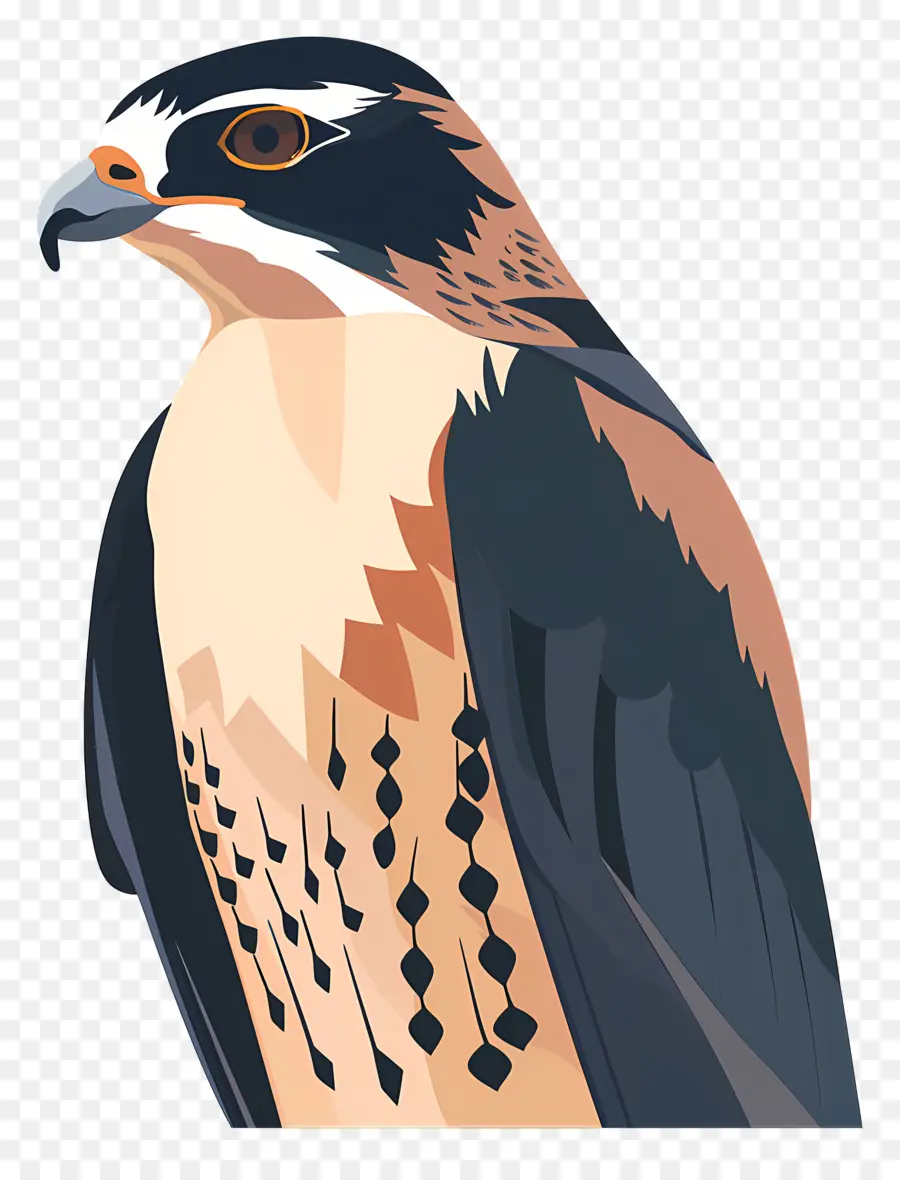 Halcón De Dibujos Animados，El Halcón Peregrino PNG