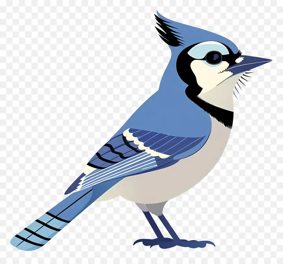 Blue Jay，Aves PNG