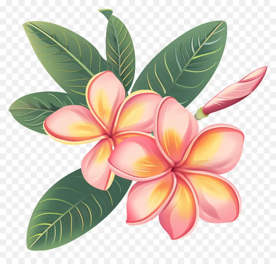 Plumeria，Flor De Plumeria PNG