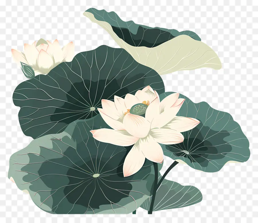 Lotus，Flor De Loto PNG