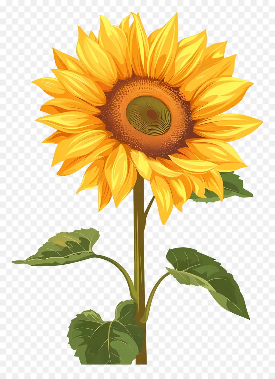 Girasol，Bloom PNG