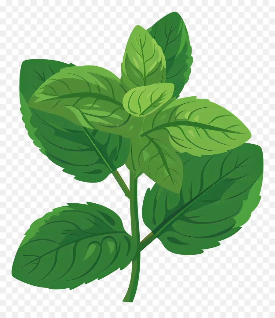 Menta，Capullos PNG