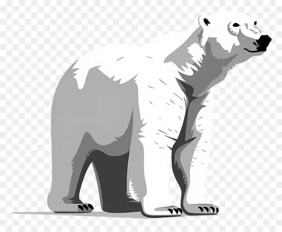 Oso Polar，Blanco PNG