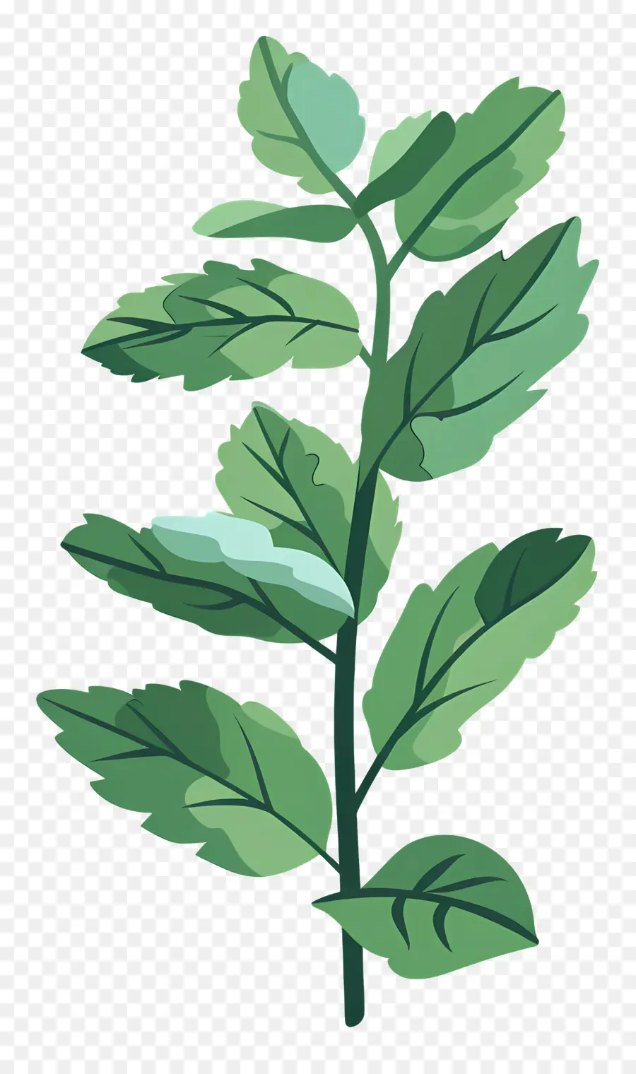 La Hoja De Menta，Planta PNG