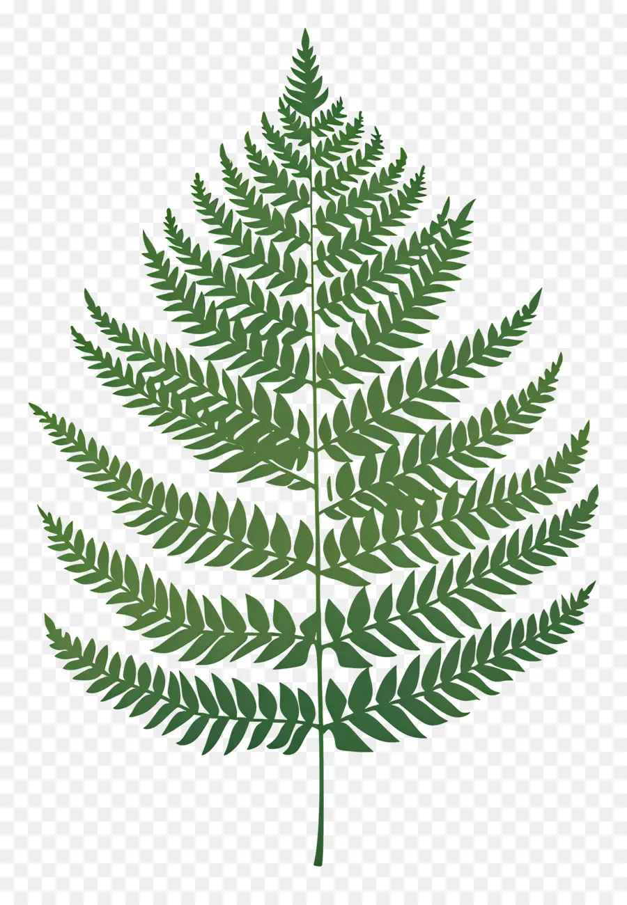 Hoja De Helecho，Planta PNG