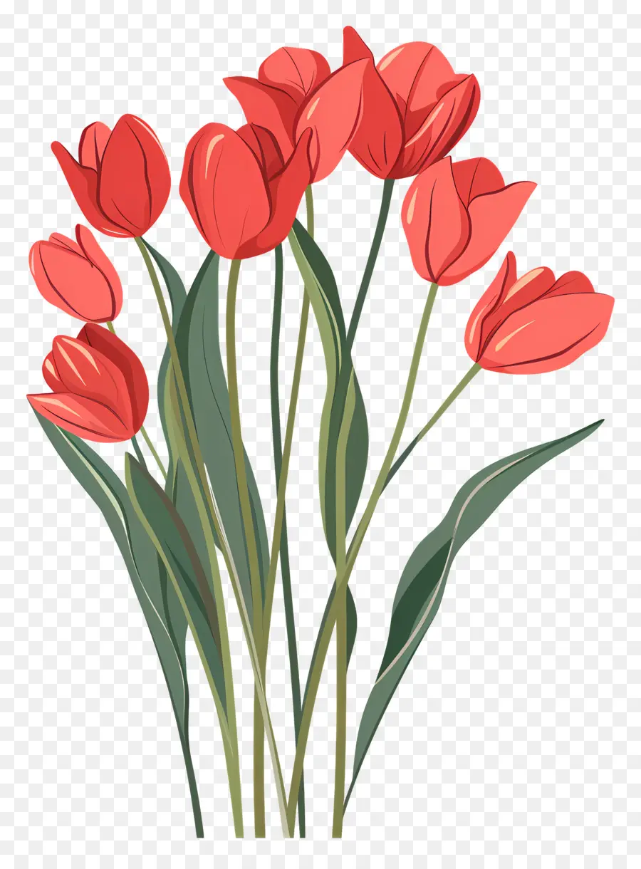 Tulip Bouquet，Tulipanes Rojos PNG
