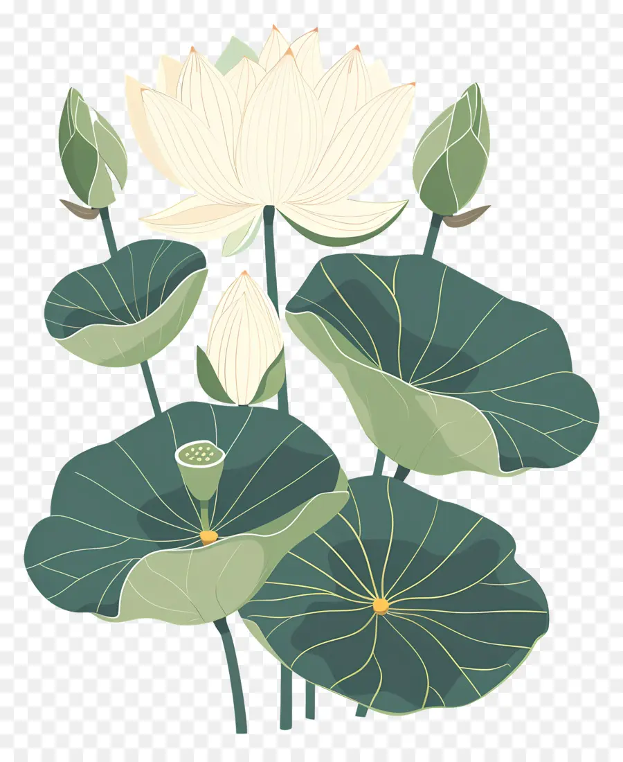 Lotus，Flor De Loto PNG
