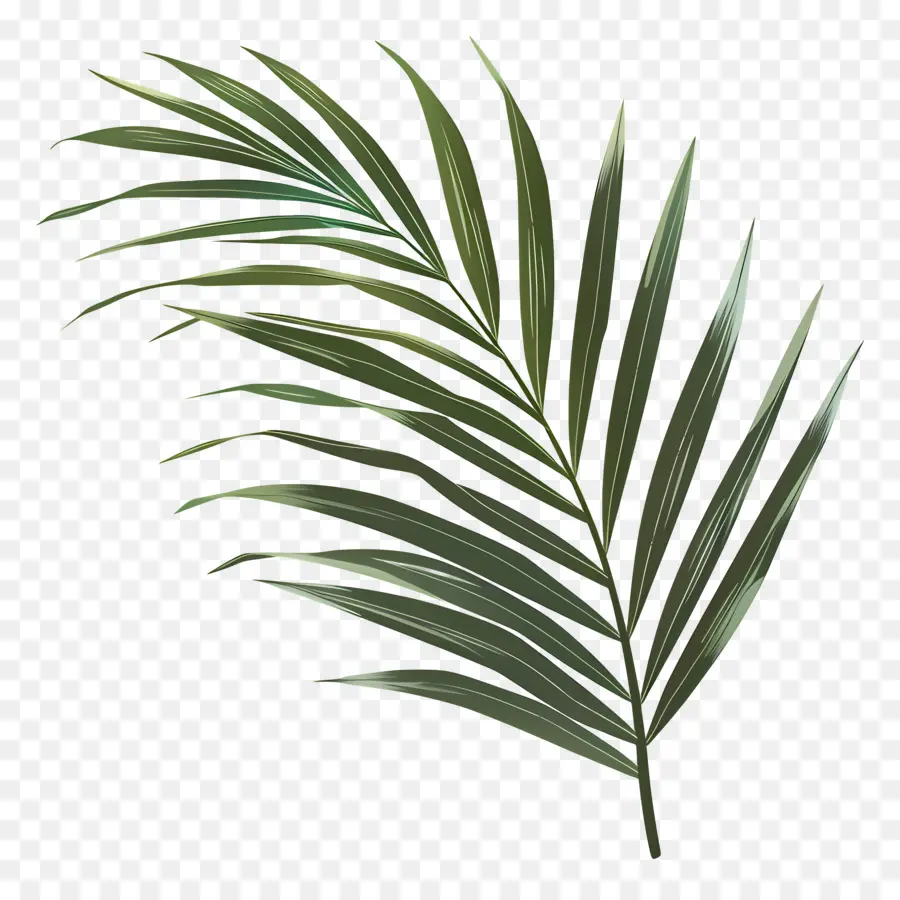 La Hoja De Palma，Palmera De Hoja PNG