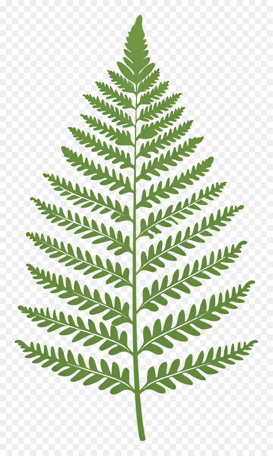 Hoja De Helecho，Planta PNG