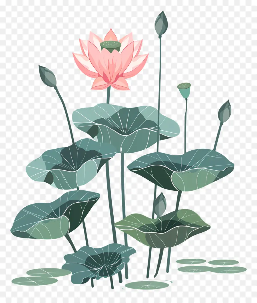 Lotus，Flor De Loto PNG