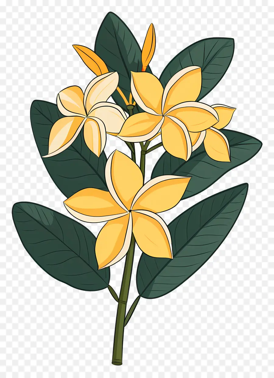 Plumeria，Flores Amarillas PNG