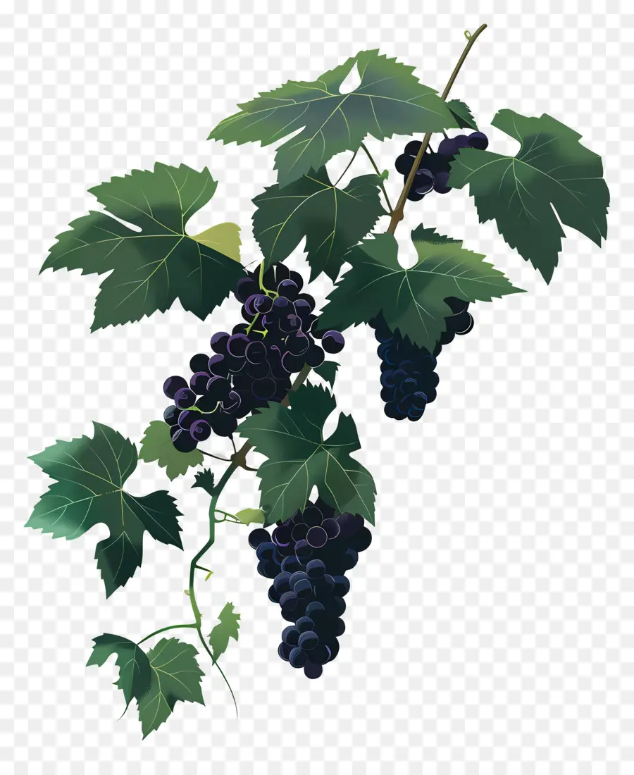 Vid De Uva，Uvas PNG