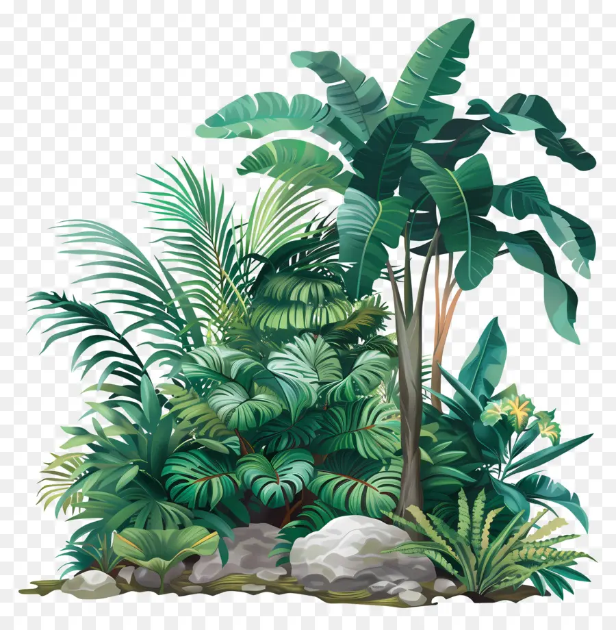 Plantas De La Selva，Plantas Tropicales PNG