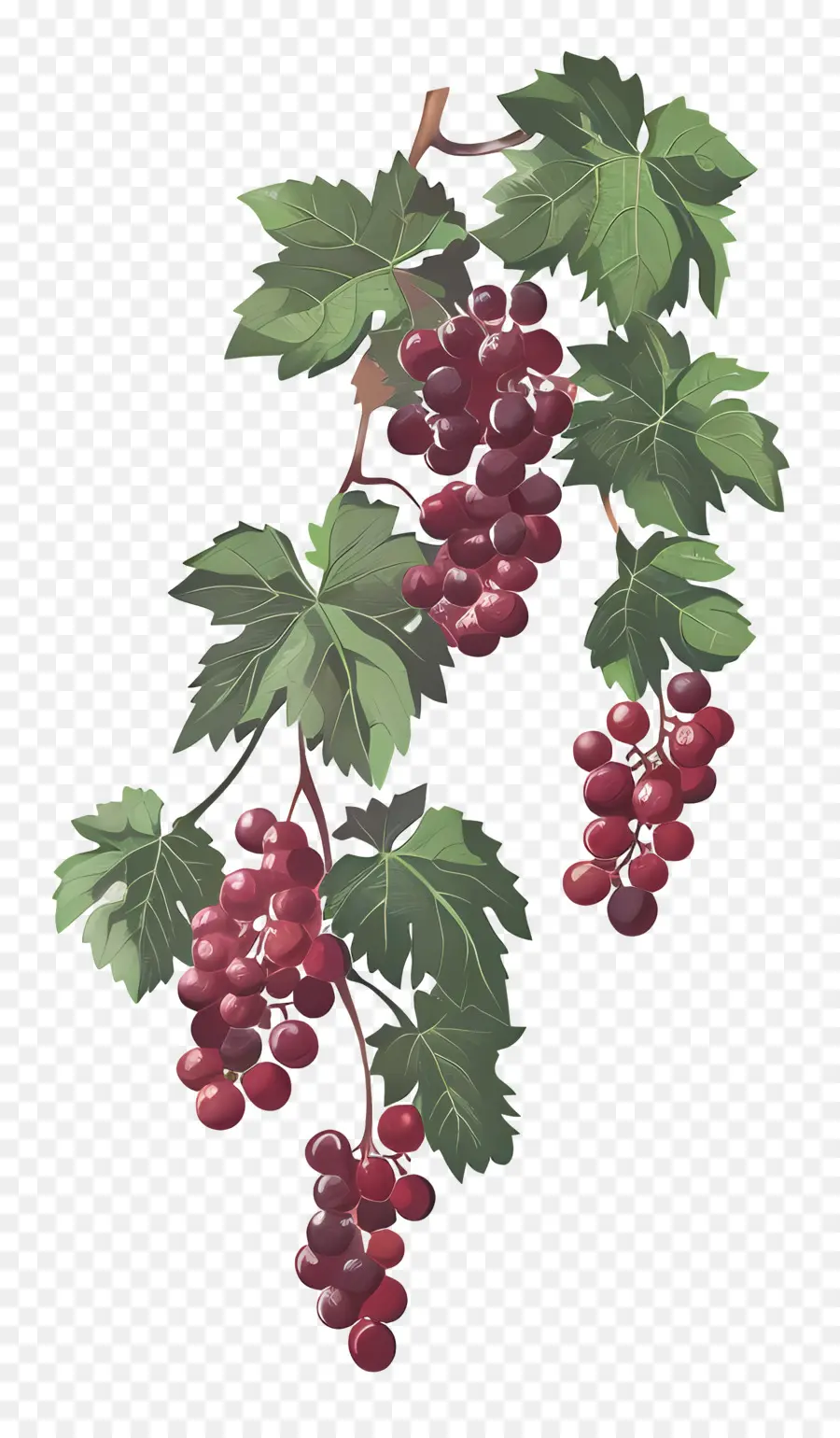 Vid，Las Uvas PNG