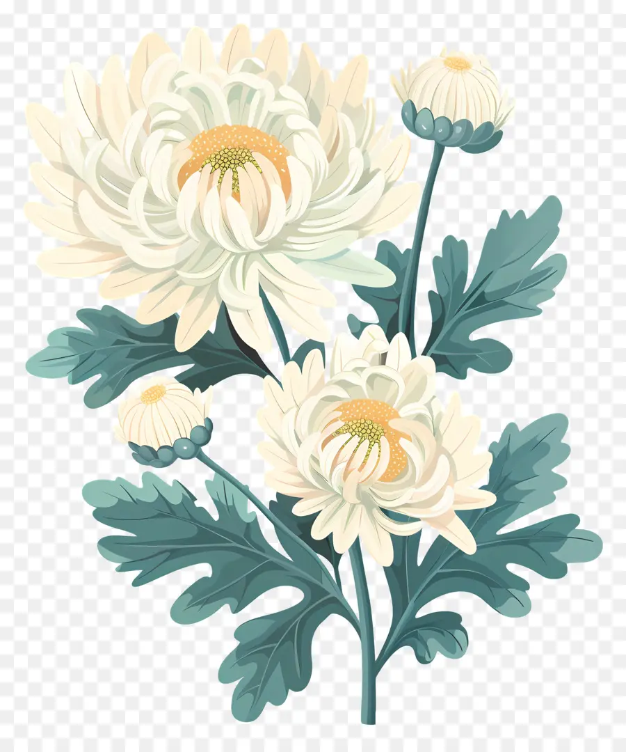 Crisantemo，Flores Blancas PNG