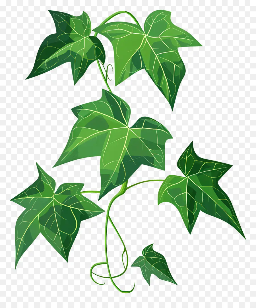 La Hiedra De Hoja，De Hojas De La Planta PNG