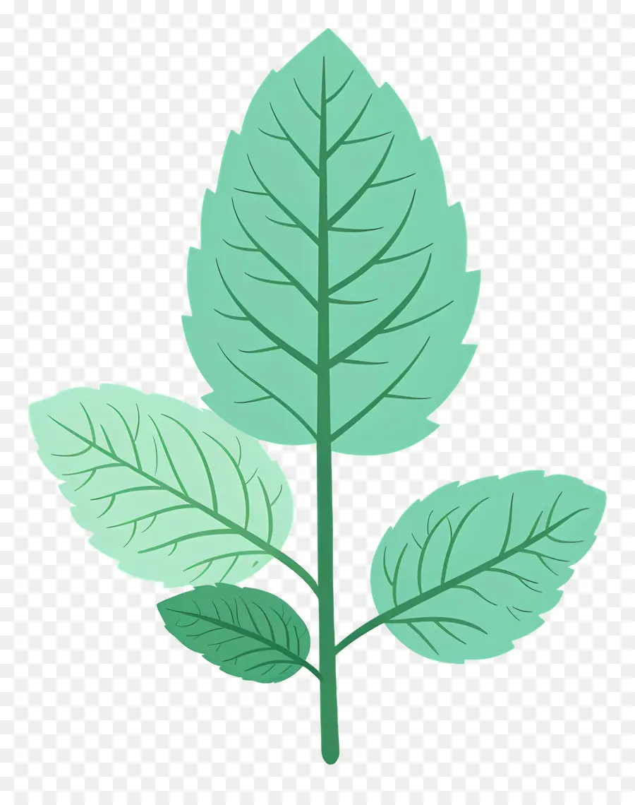 La Hoja De Menta，La Planta De Menta PNG